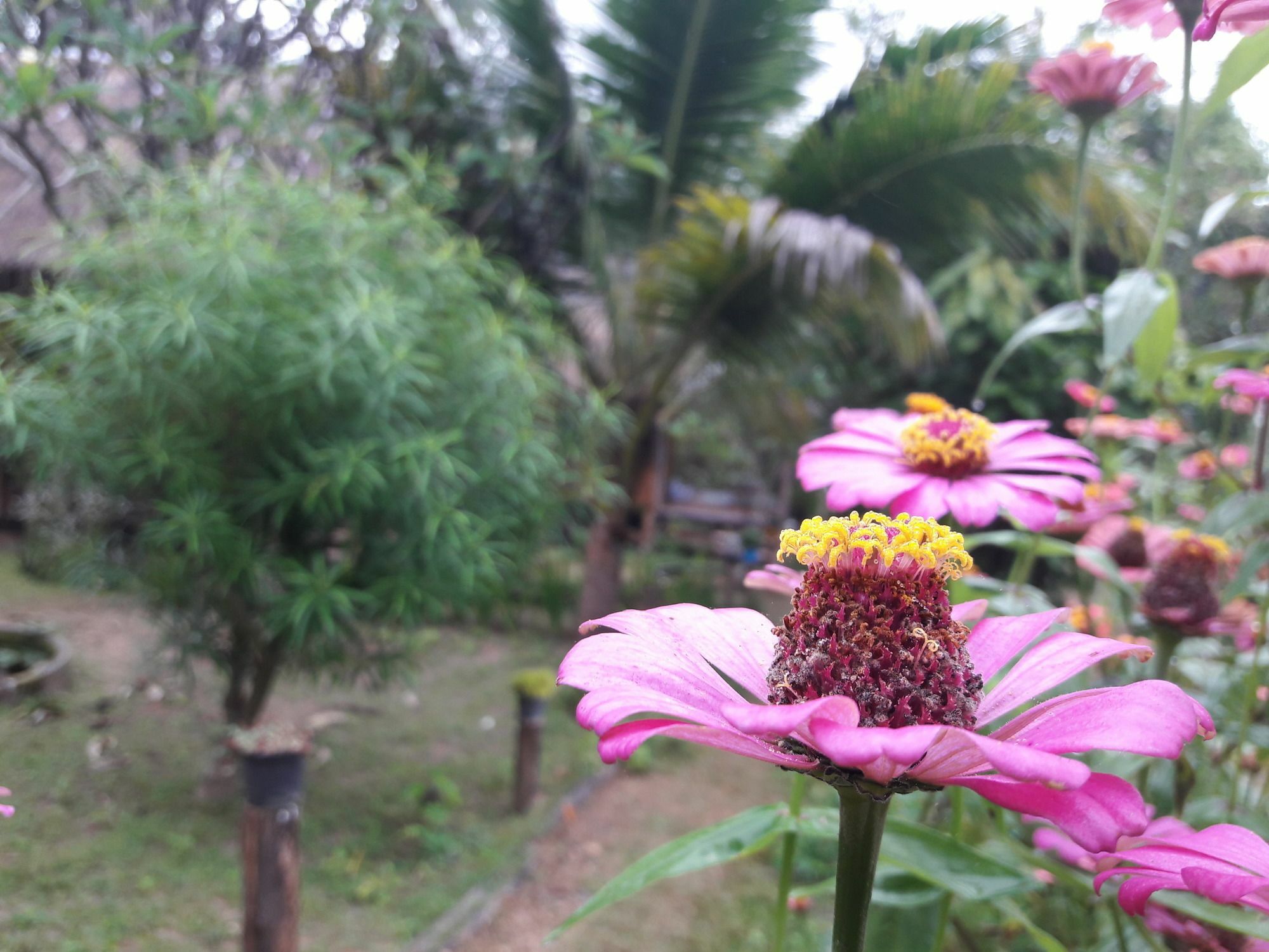 Nusha Homestay Pai Esterno foto